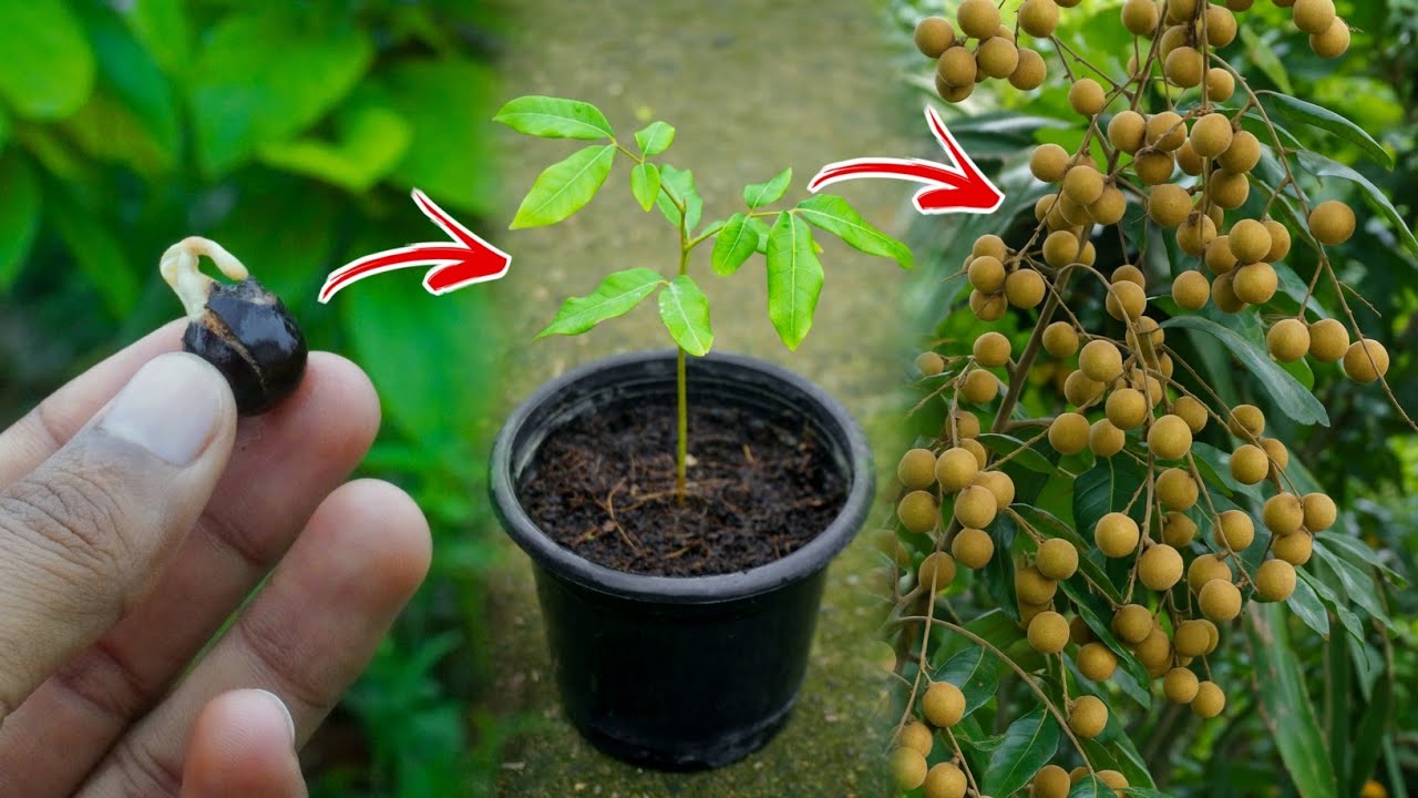 Growing Longan Tree from Seed | Thai Longan Fruit | Aashphal / Naga lichi Plant from seeds