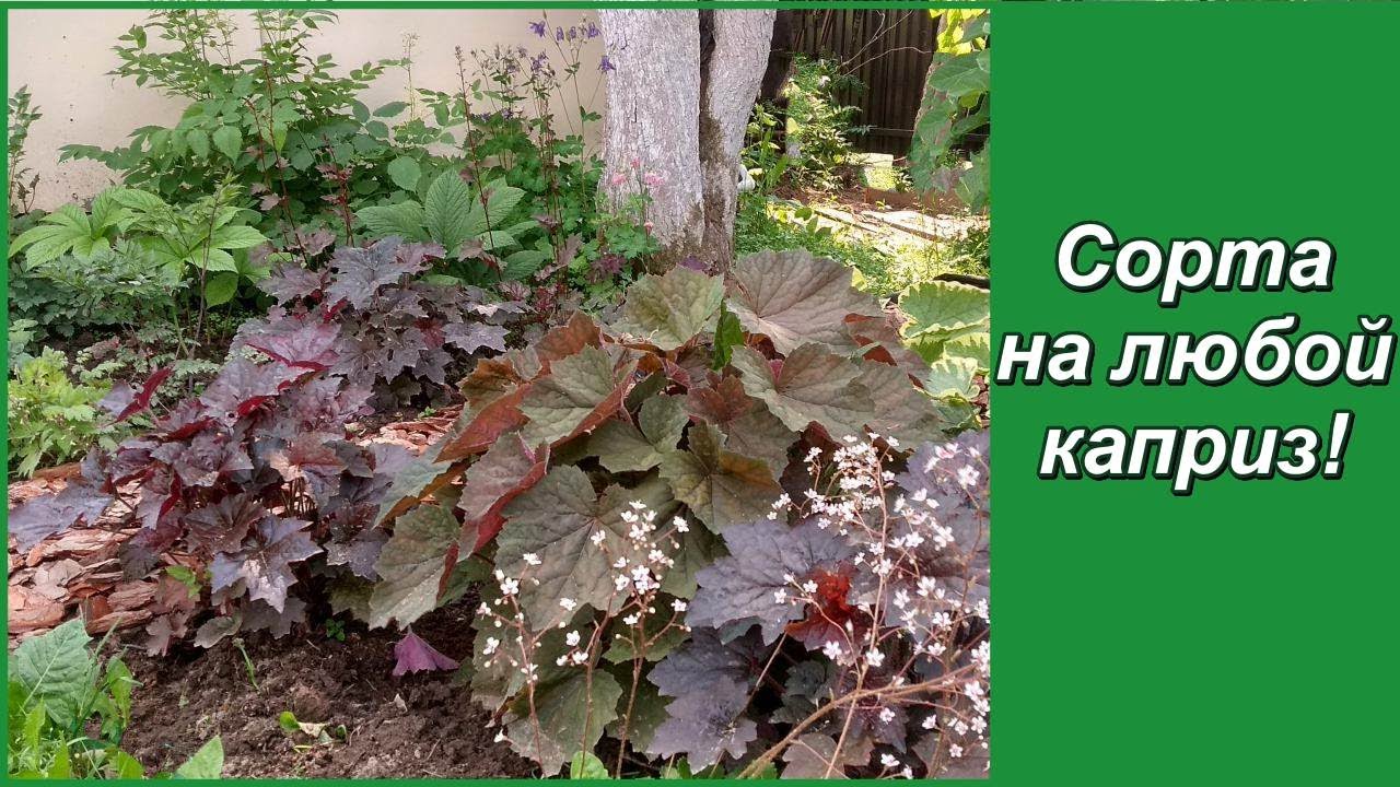 Гейхера в моем саду: о капризных и о самых устойчивых сортах.