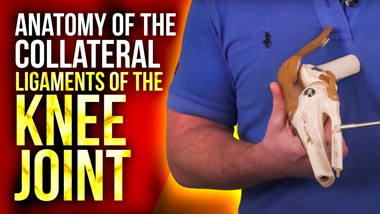 Anatomy of the Collateral Ligaments of the Knee Joint