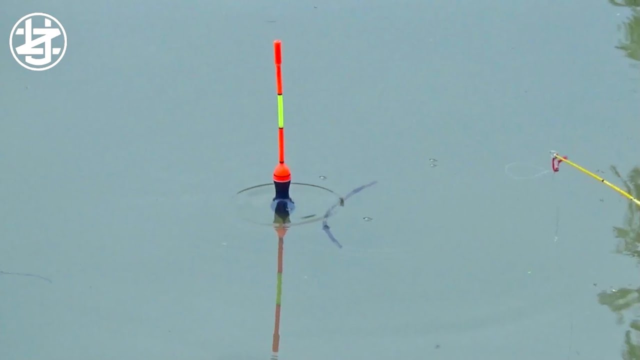 Bikin Tuan rumah melongo..! Saat Saya strike ikan nila besar mancing ikan nila