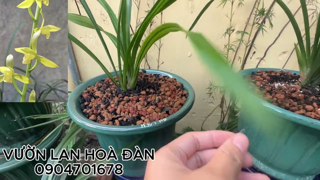 Địa lan siêu nụ, chơi tết, chuẩn mặc hoa