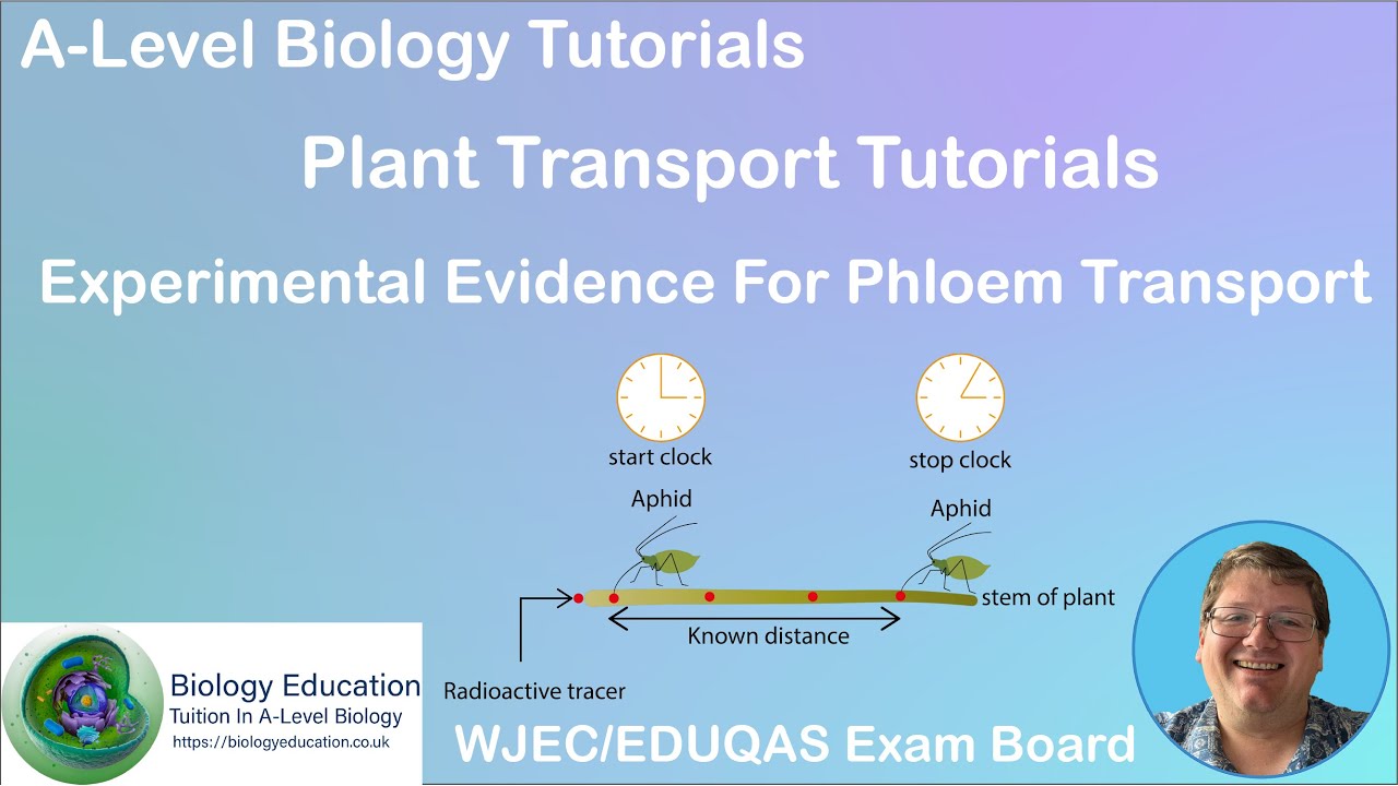 Experimental evidence for phloem transport.  AS Biology WJEC EDUQAS.
