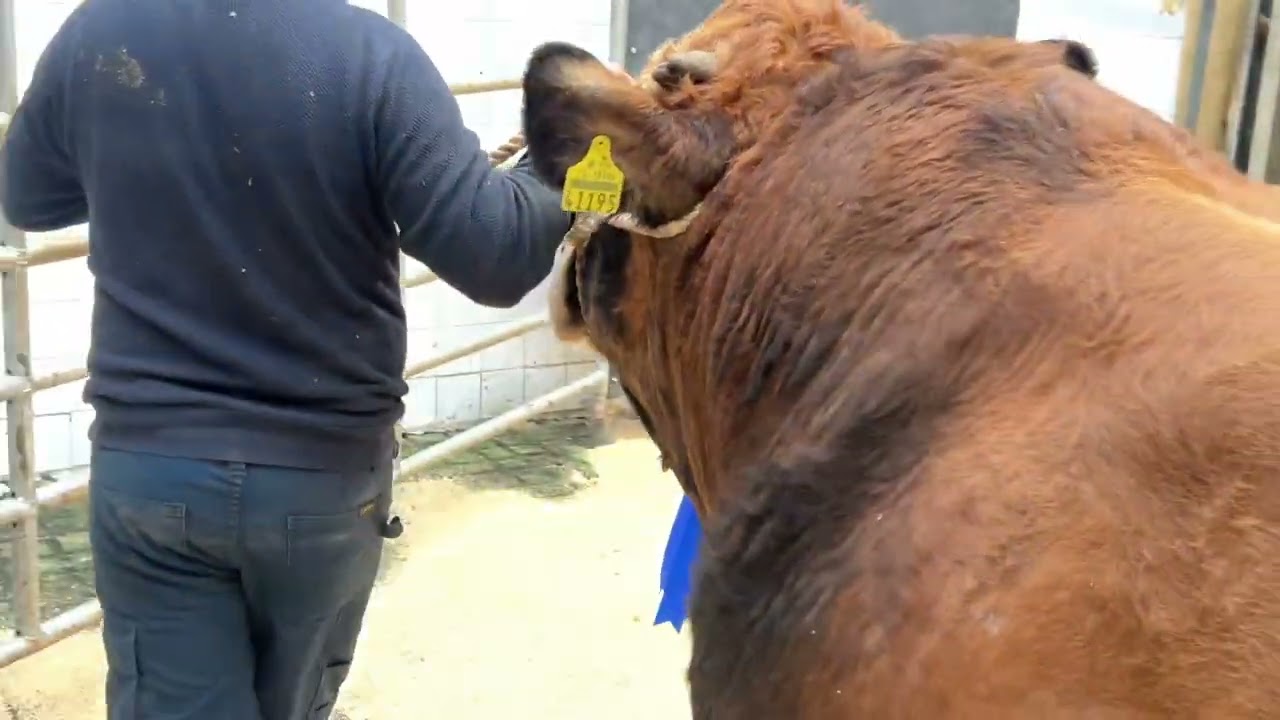 &euro;4,500 Aubrac bull