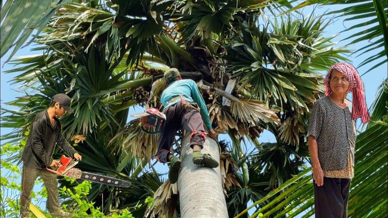 Cưa cây thốt nốt ￼ 80 năm cho bà ngoại siêu to siêu cao ￼