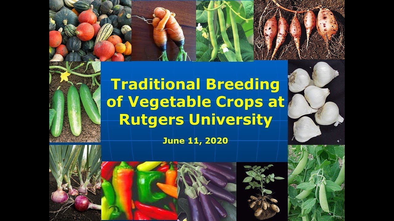 RU Ready 2 Garden Ep. 7 - Traditional Breeding of Vegetable Crops at Rutgers University