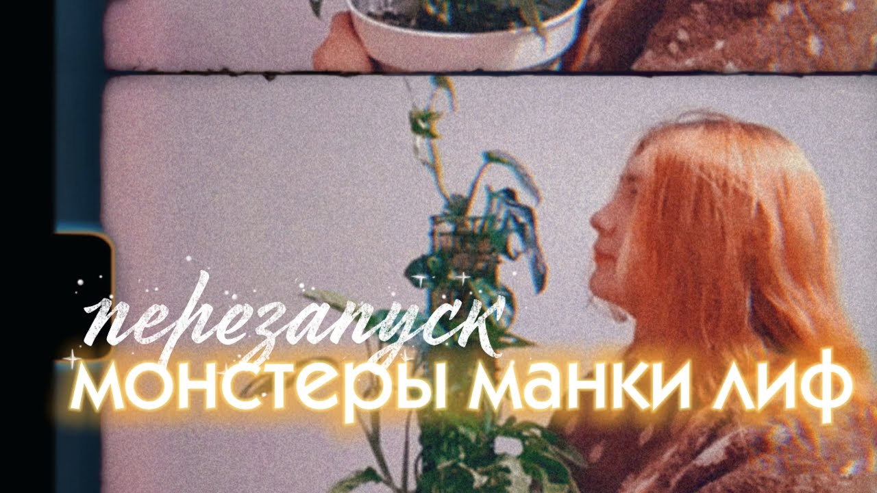 Перезапуск монстеры манки лиф: пересадка, черенки и работа над ошибками
