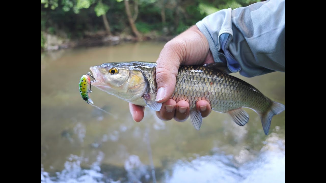 Кефали по Петровден. LastCast CC-38 Chub Fishing