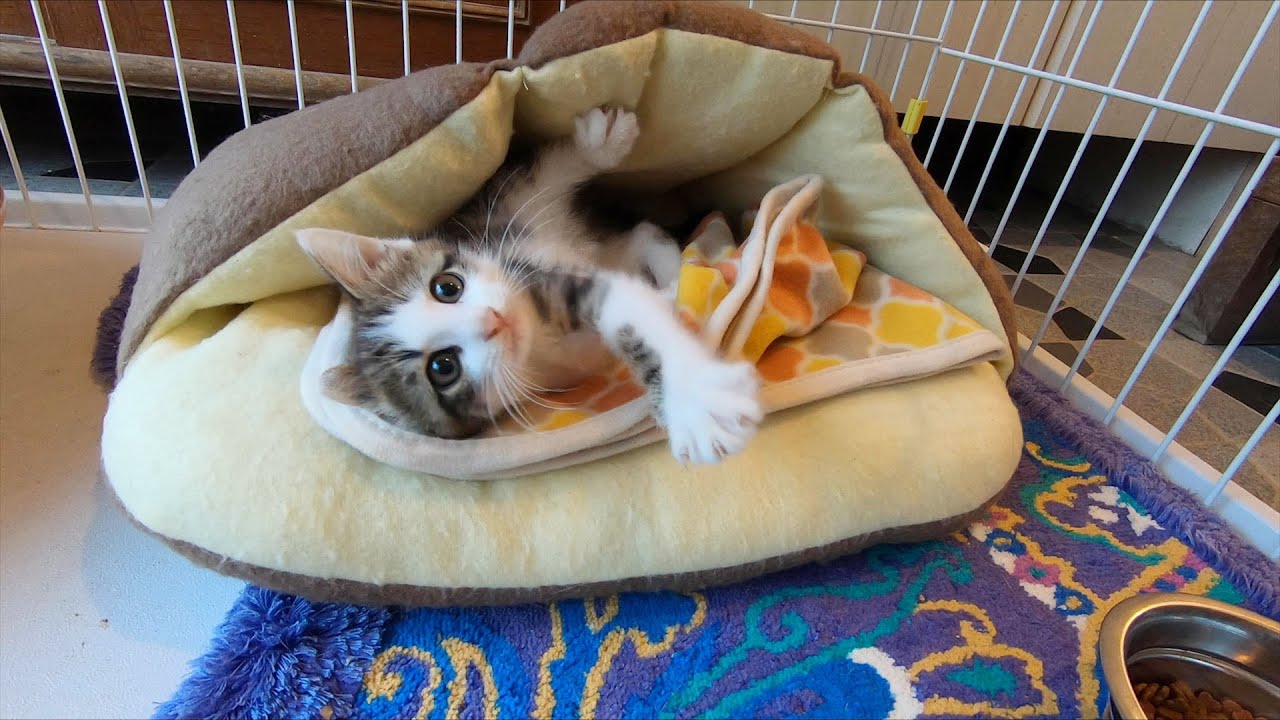 仔猫、保護してから先輩たちに囲まれるまでのまとめ