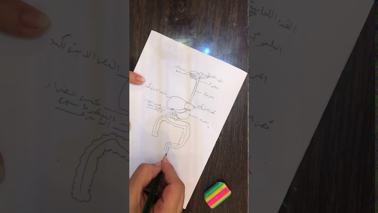 الجزء الاول من رسومات الاحياء الفصل الرابع الجهاز الهضمي ( رسم الجهاز الهضمي)