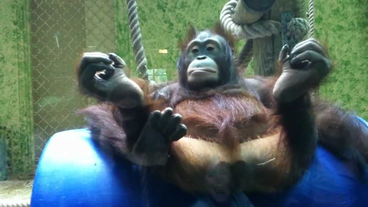 FUNNY baby orangutan!