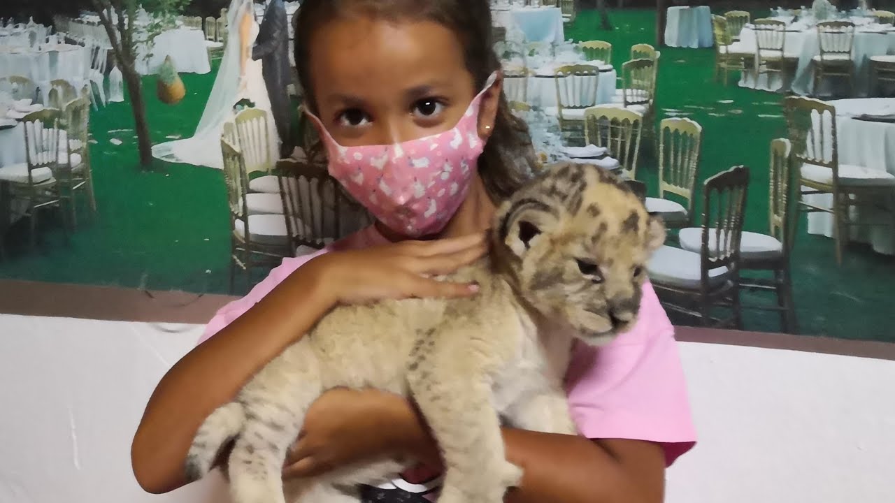 CACHORRO DE LE&Oacute;N RECI&Eacute;N NACIDO EN LA RESERVA ANIMAL LA PEQUE&Ntilde;A &Aacute;FRICA