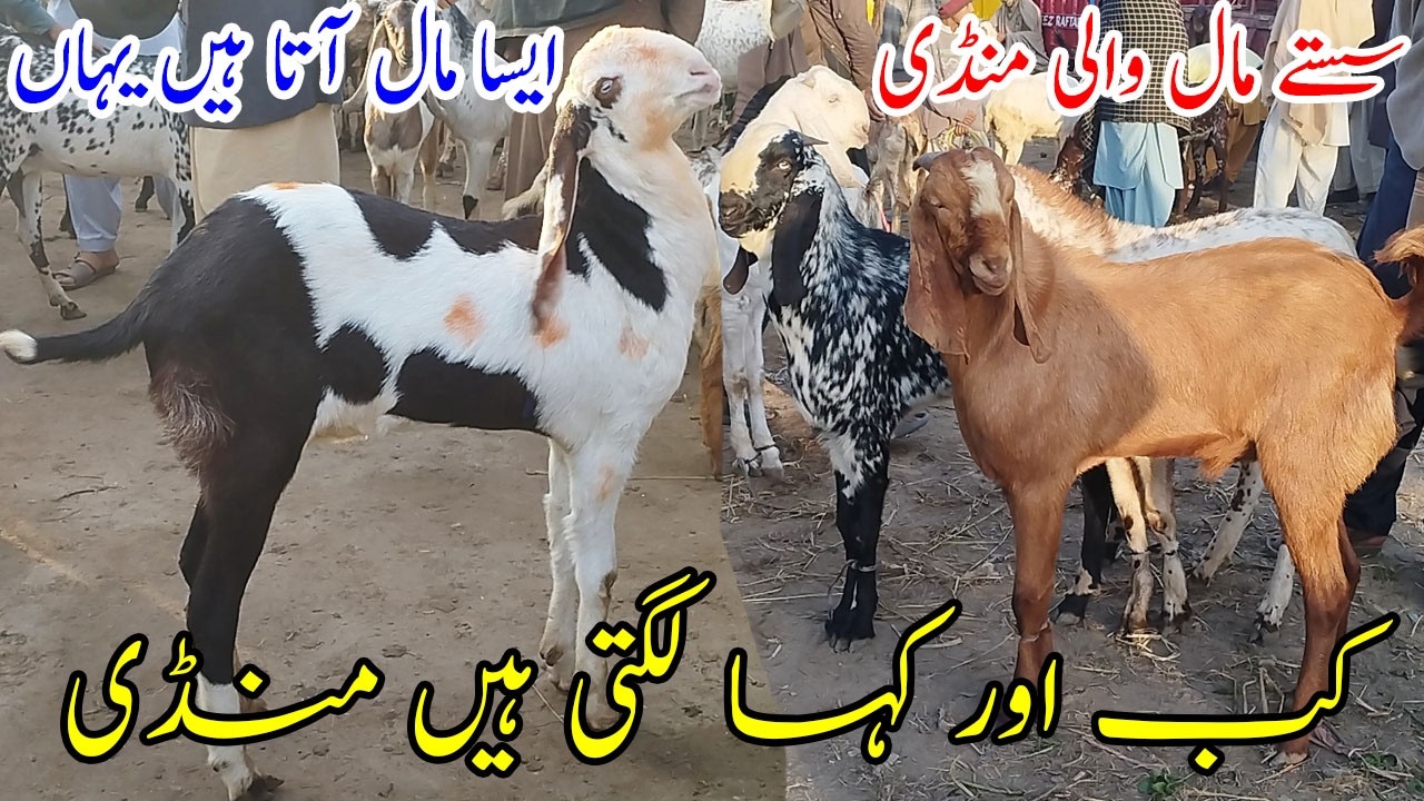 Aaj Ki Ahmedpur Sharqia Bakra Mandi | Heavy & Saste Bakray | Live Tour