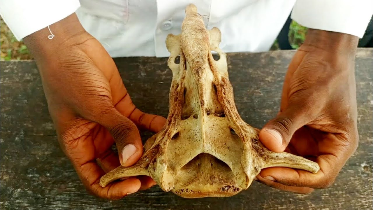 SACRUM OF CATTLE/OX  ANATOMY ( SACRAL VERTEBRAE )