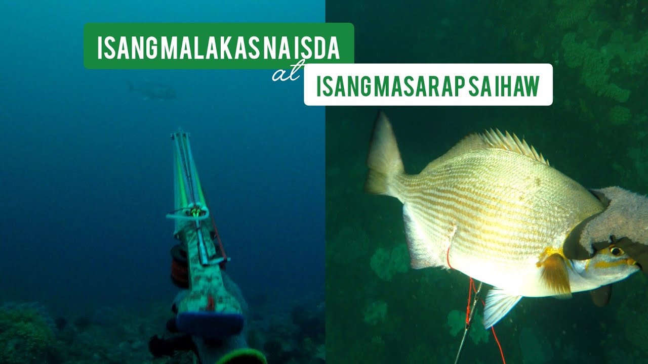 S2E1: Philippine Spearfishing Adventure//Subrang lakas ng isda at masarap sa inihaw😲 #fish #fishing 