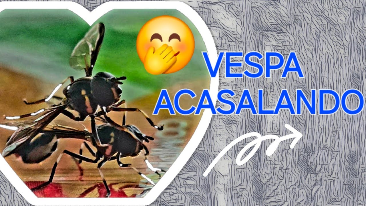 ACASALAMENTO DE VESPA #marimbondo #vespa #insetos #natureza
