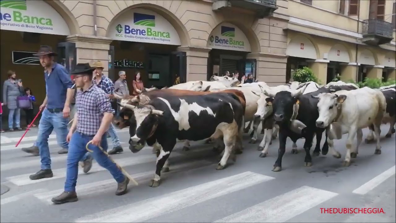 LA RADUNA' SFILATA MUCCHE NEL CENTRO DI SALUZZO. (CN) DOM. 30 - 4 - 2022.