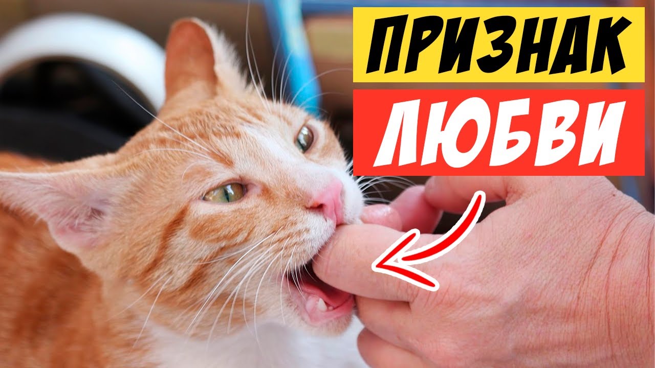 10 признаков, что ВАША КОШКА СЧИТАЕТ ВАС СВОИМ РОДИТЕЛЕМ