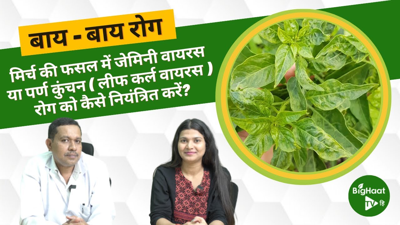 मिर्च की फसल में जेमिनी वायरस या पर्ण कुंचन ( लीफ कर्ल वायरस ) रोग  को कैसे नियंत्रित करें?