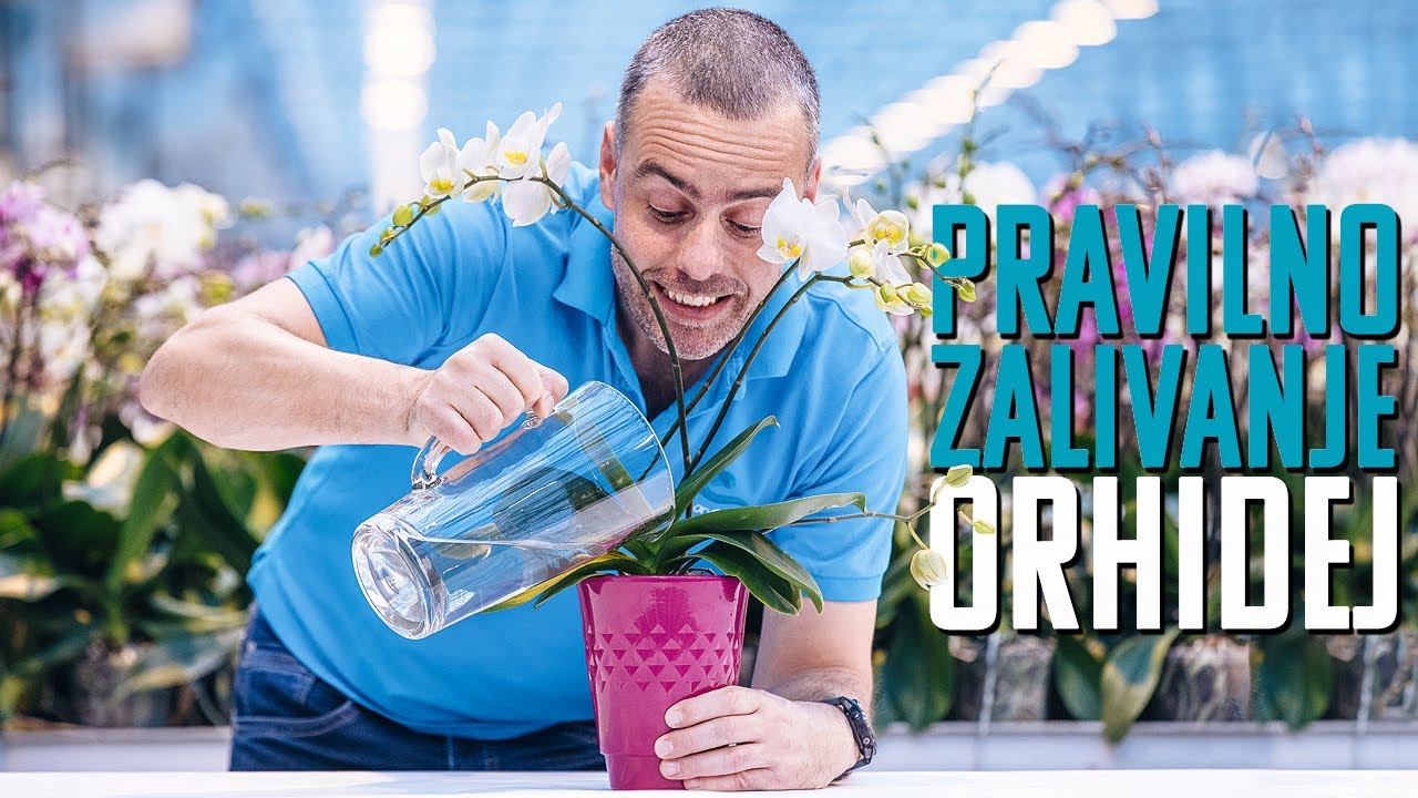 Nasveti o negi orhidej: Kako zalivamo orhideje?