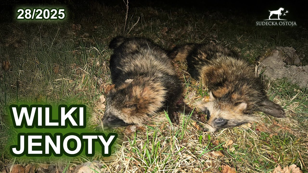Wilki i polowanie na jenoty - SUDECKA OSTOJA 28/2025