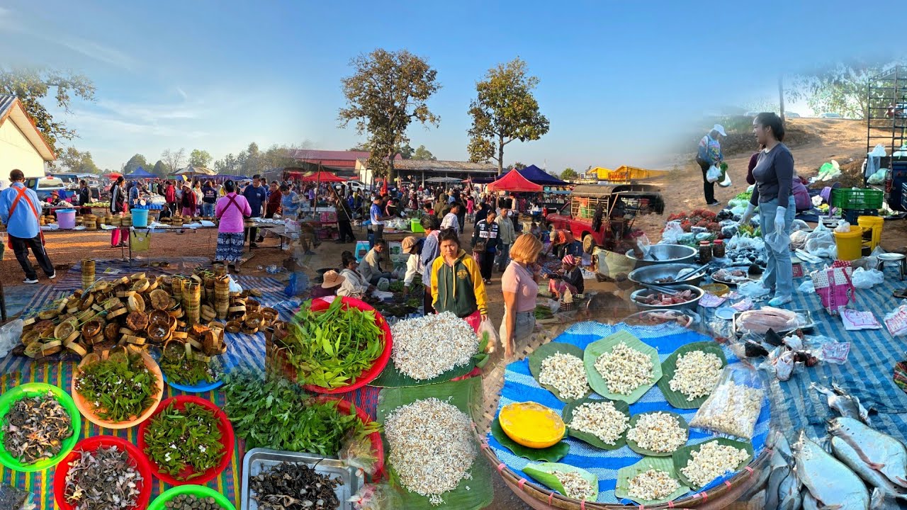 บรรยากาศบ้านๆ Ep 08 ไข่มดแดง ผักหวานป่า ปลาน้ำโขง ตลาดนัดวันศุกร์ อ.โพธิ์ไทร จ.อุบลราชธานี