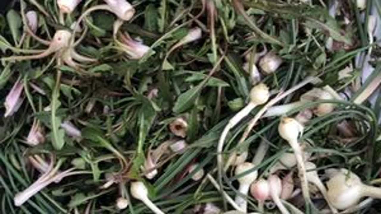 今天结伴挖野菜，这天老热了。#记录我的农村生活 #大自然的馈赠 #纯天然绿色食品 #农村野菜