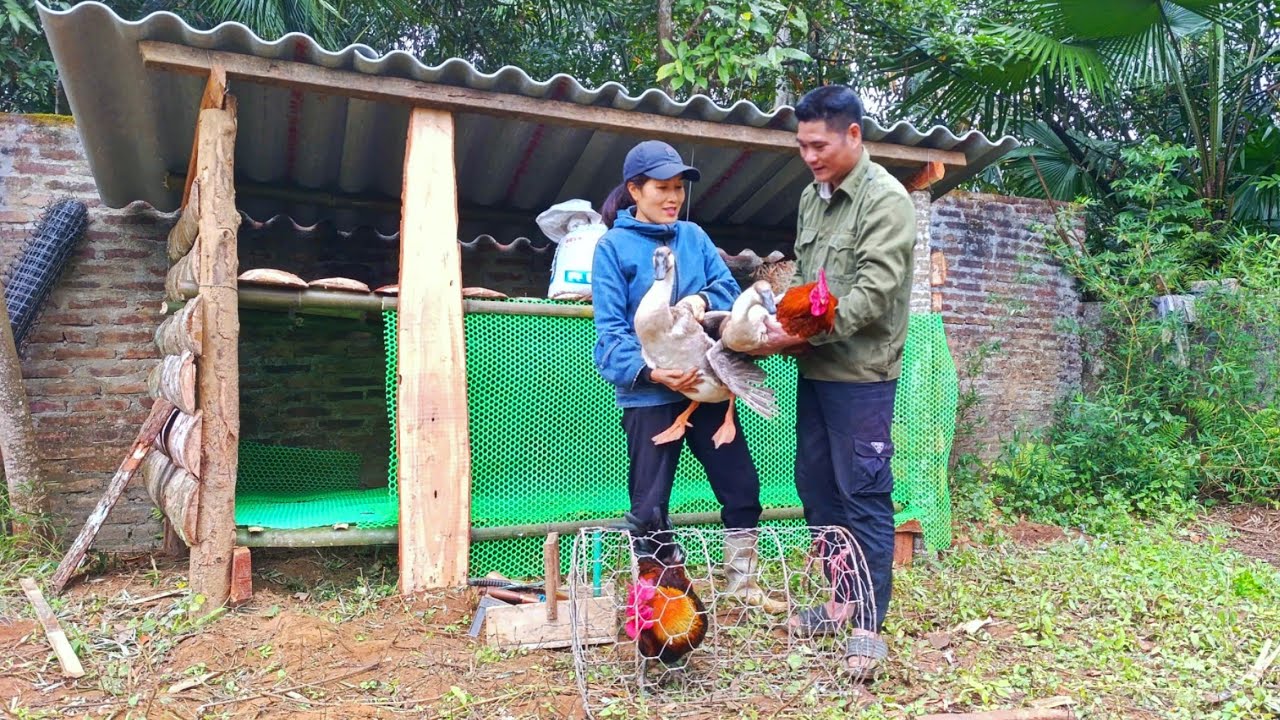 CUONG & LAN completed the finishing touches and transported the chickens and geese to their new home