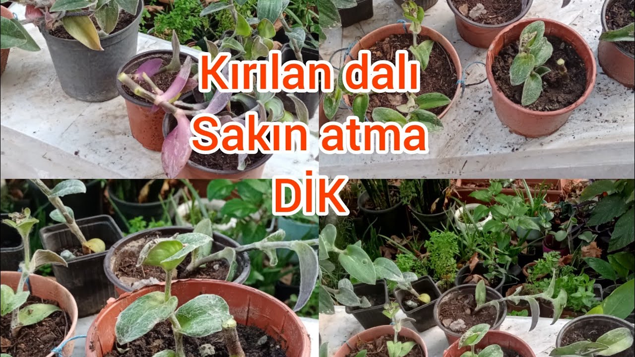 TÜYLÜ TELGRAF ÇİÇEĞİ NASIL ÇOĞALTILIR! (HOW TO REPLACE A FURNISHED TELEGRAM FLOWER)