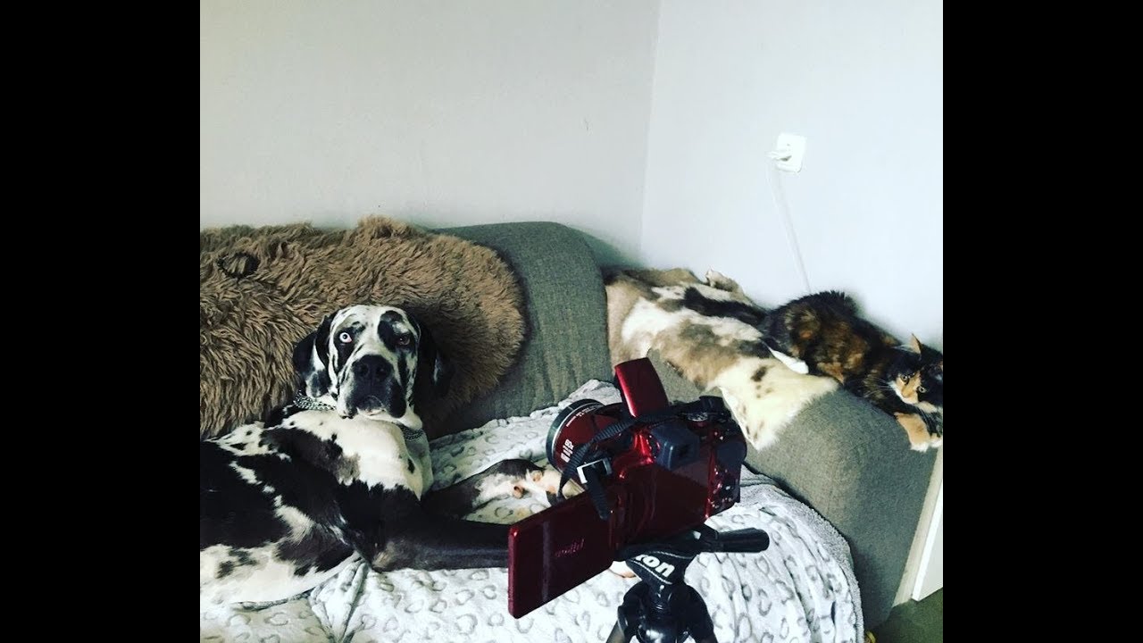 ER ligt een hond op de bank - czyli KIEDY UZYWAMY ''ER'' ????