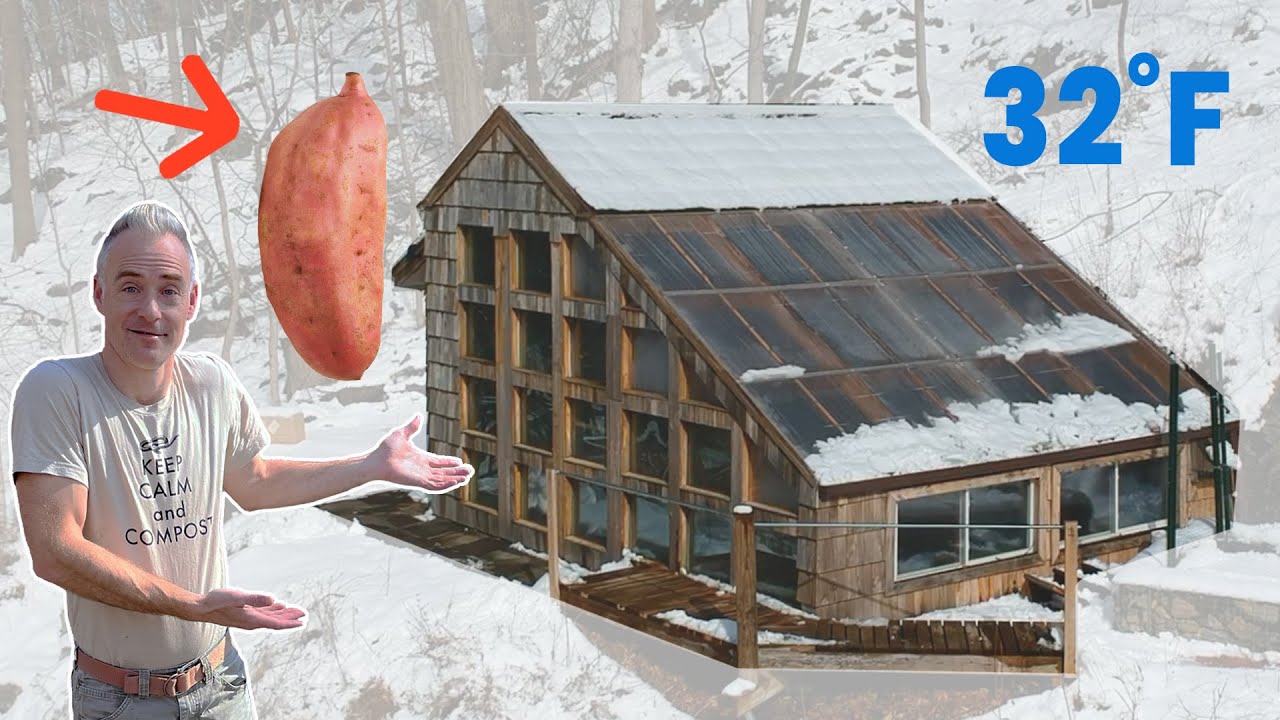 Can you GROW Greenhouse Sweet Potatoes?