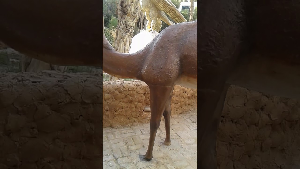 دار شريط-توزر