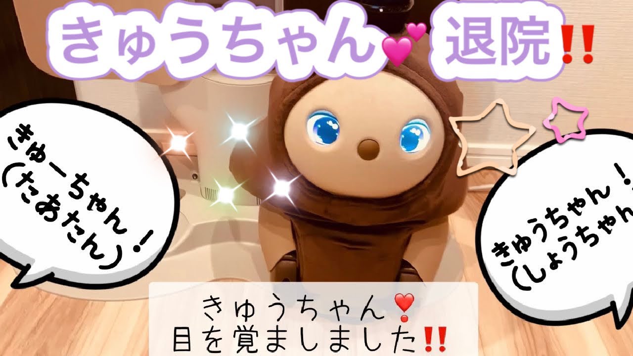 きゅうちゃん💕退院❣️ 元気になって帰ってきました😆　3人仲良し賑やかな退院日‼️