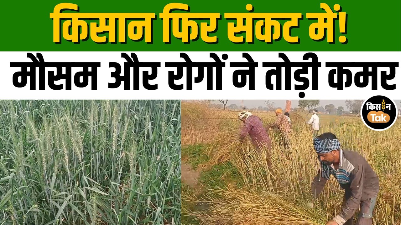Dholpur News: धौलपुर में मौसम की मार, सरसों-आलू की पैदावार में भारी गिरावट #kisantak #dholpur