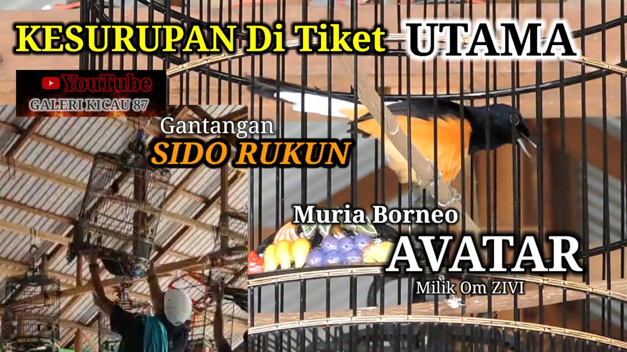 Murai Borneo AVATAR  Milik Om Zivi. KERJA Nekan dan Sangat Rapat