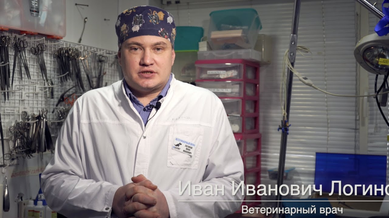 Заболевания ротовой полости у собак и других домашних животных. Доктор Логинов. Айболит