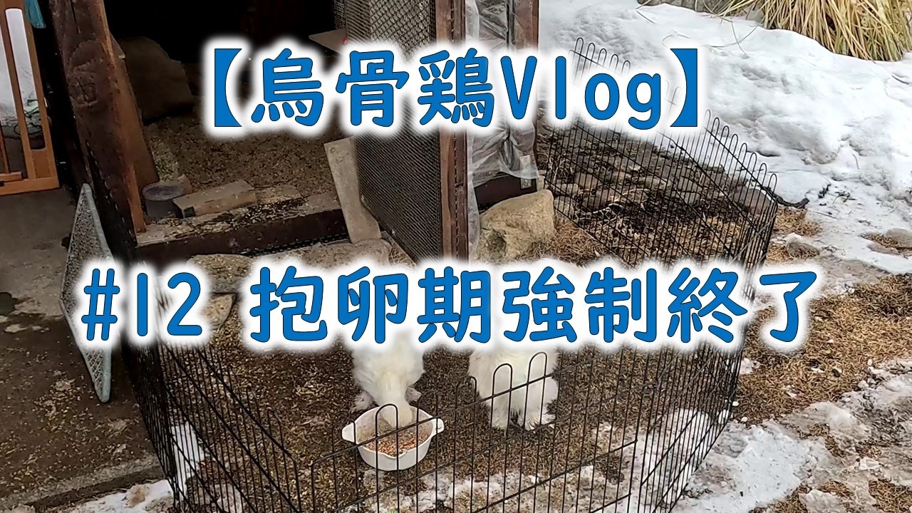 【烏骨鶏Vlog】#12 抱卵期強制終了