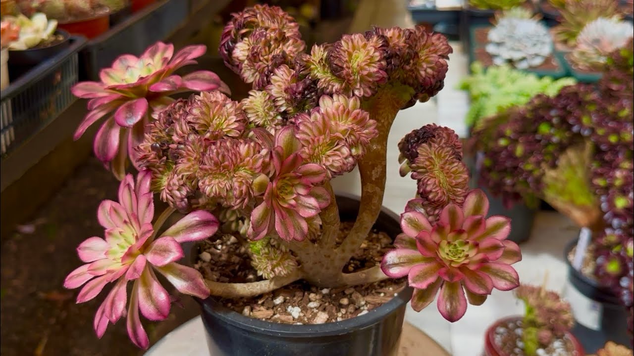 3/17/26 SUCCULENTS FOR SALE AEONIUM CRESTED AND CLUSTER | Lele: 408 883 5495