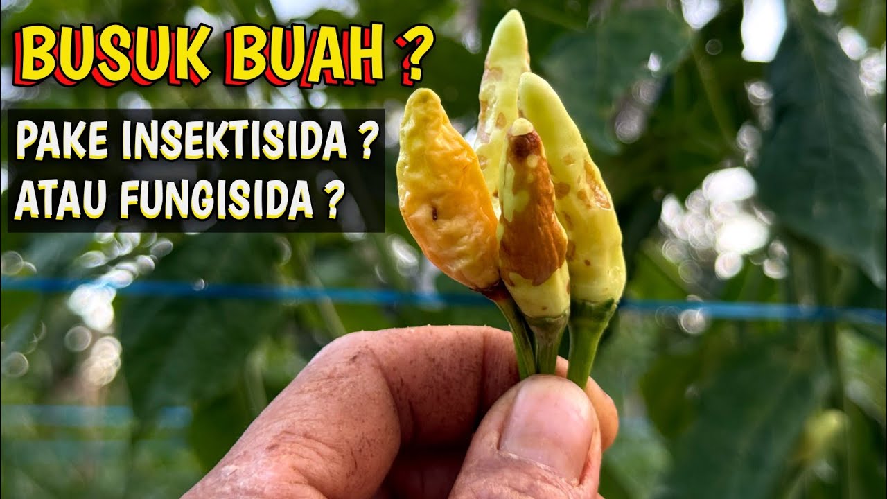 🔴 CARA MENGATASI BUSUK BUAH PADA TANAMAN CABAI