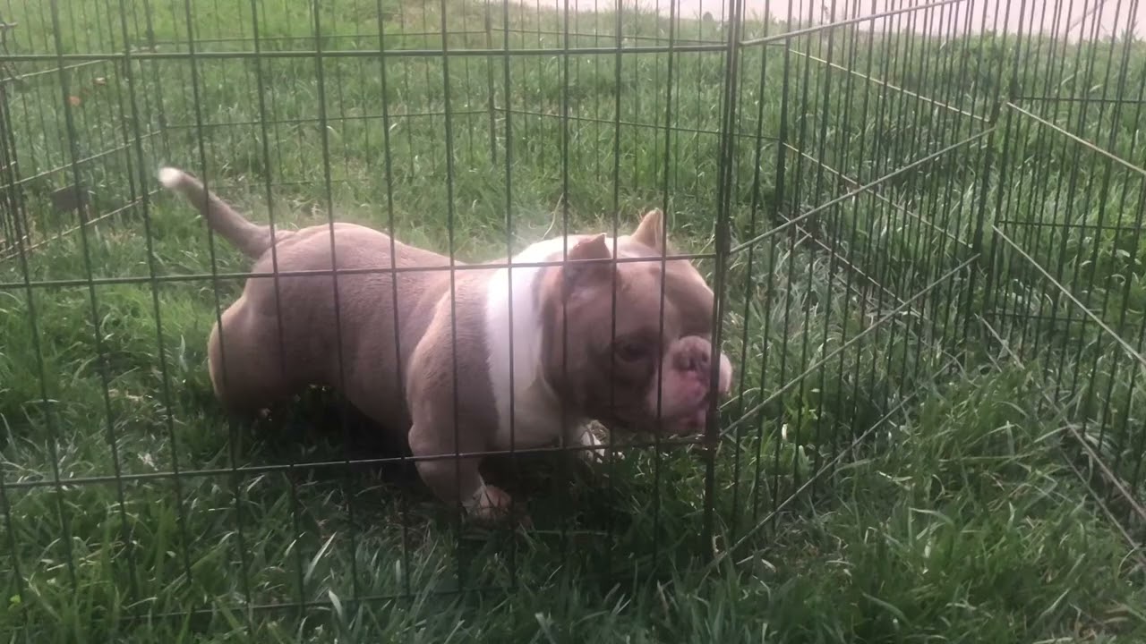 Update OBK:  Micro Exotic Bully