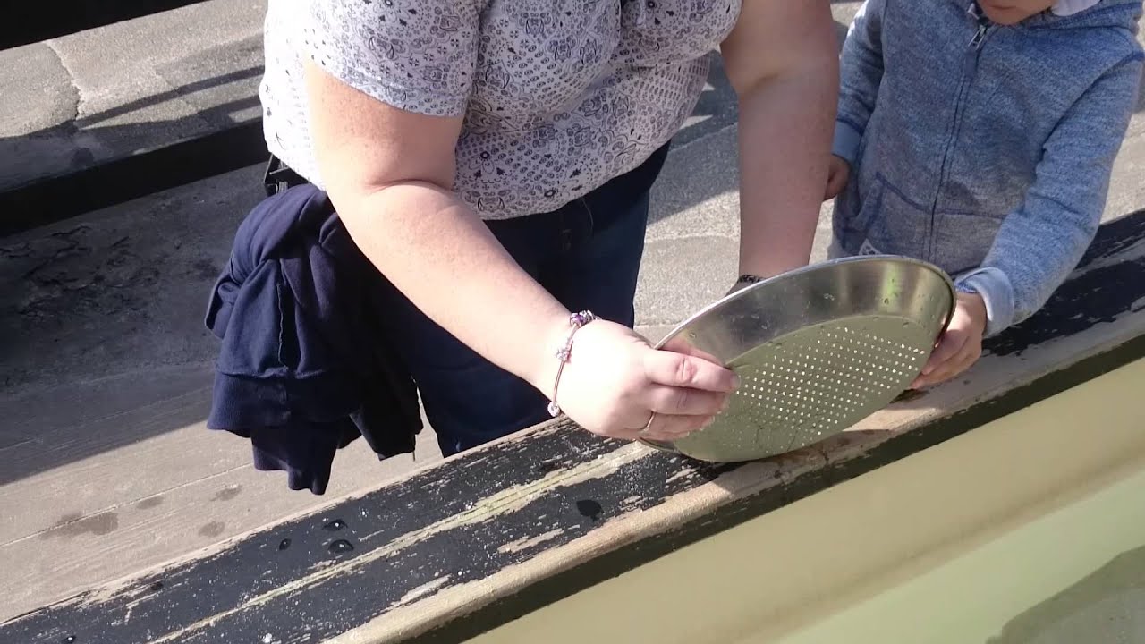 Pan for Gold at Pirate Goldwash, Legoland Windsor September 2015