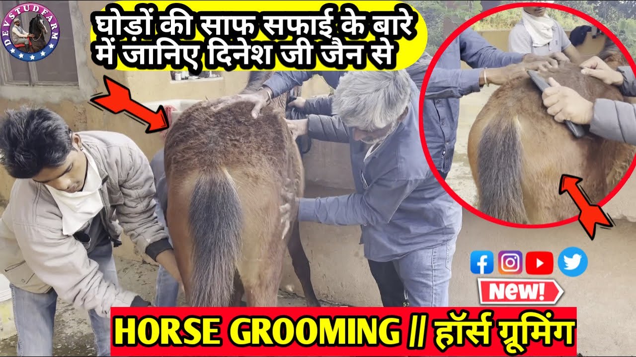 HORSE GROOMING // घोड़ों की साफ़ सफ़ाई के बारे में जानिए दिनेश जी जेन से