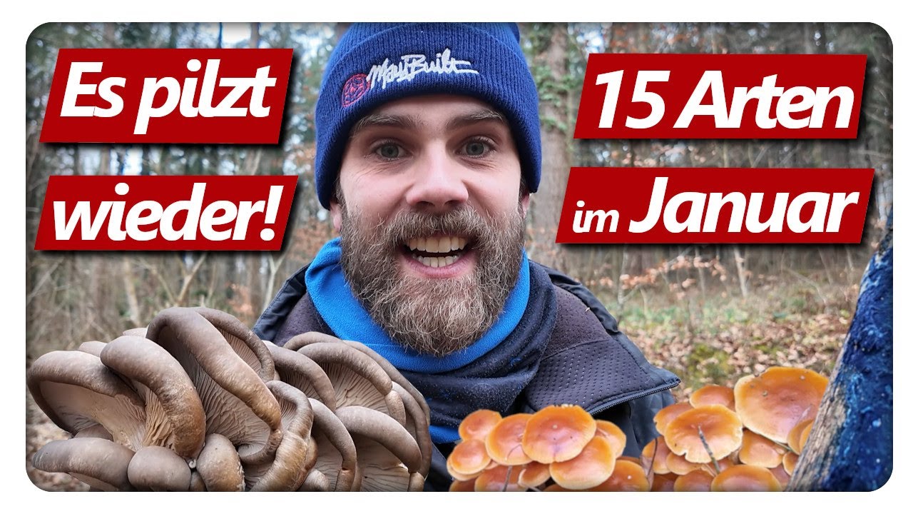 15 Pilzarten im Januar Wald | Austernseitling, Judasohr, Samtfußrübling | Pilze ohne Ende