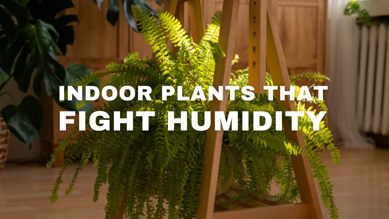 8 Indoor Plants That Naturally Absorb Humidity & Purify Your Home