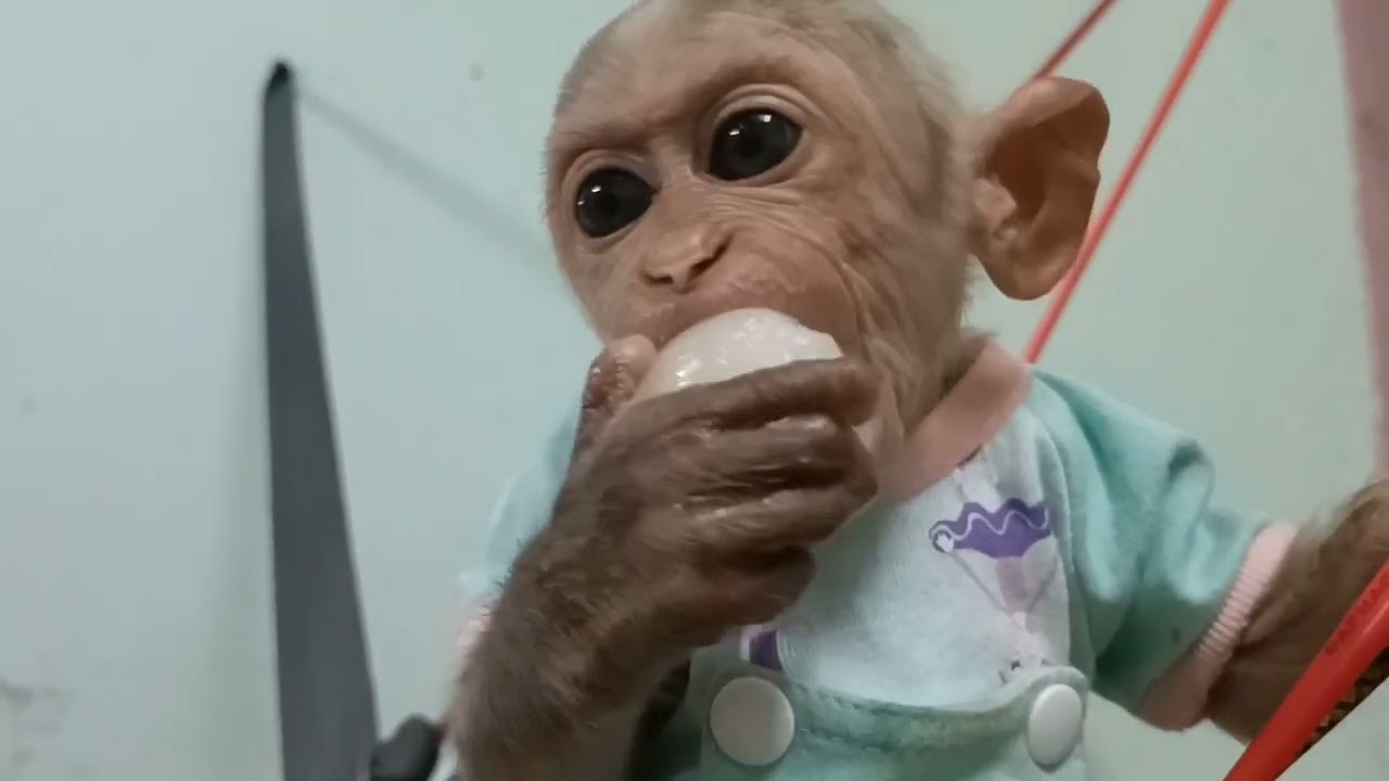Amputee monkeys go to sleep but still eat