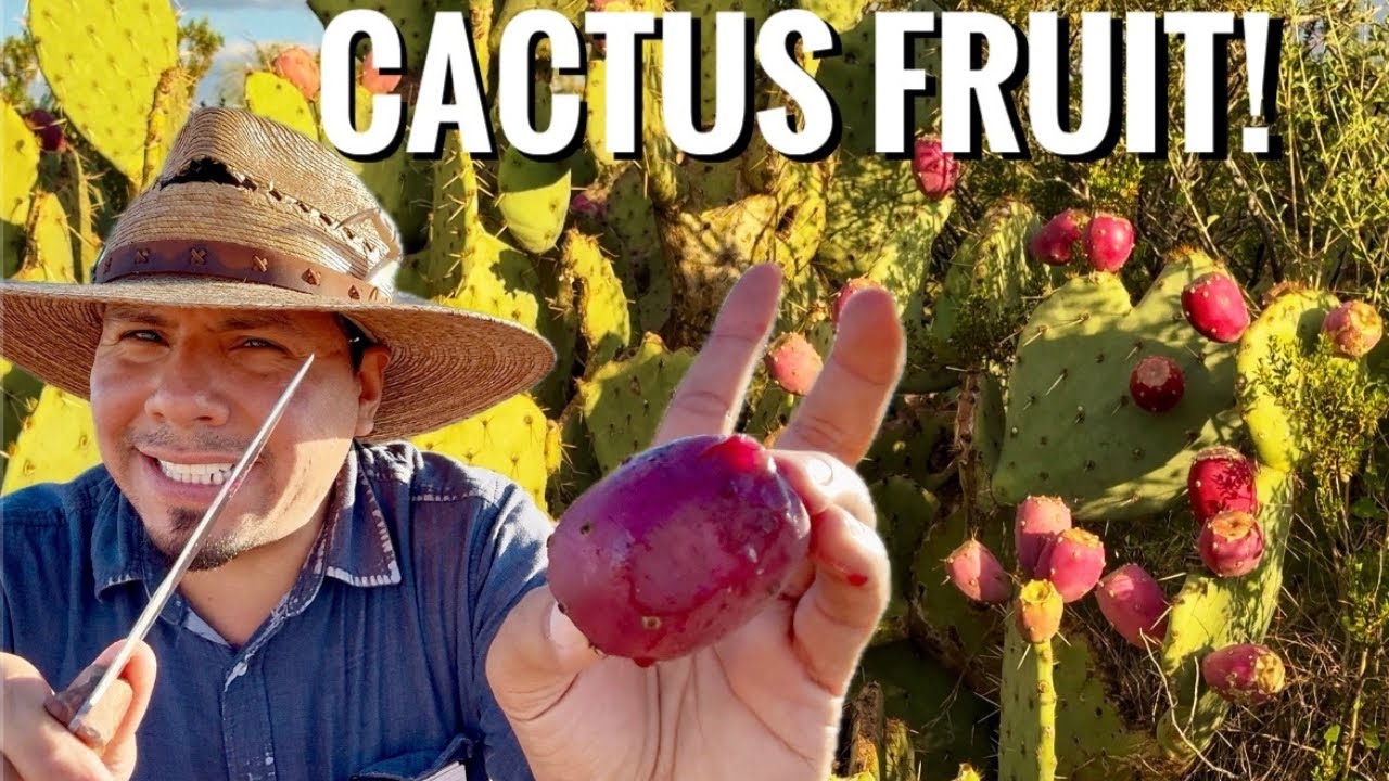 Foraging Prickly Pear Cactus Fruits (Tunas)! Desert Survival Food