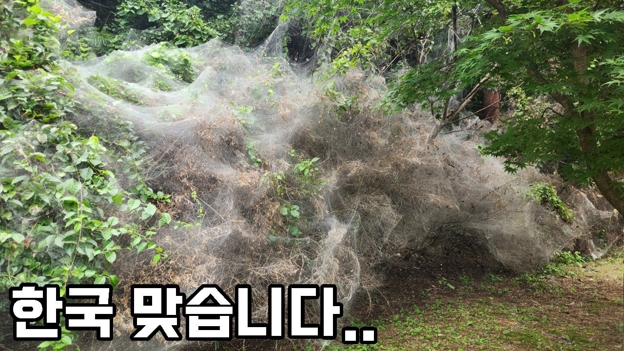 제보 받고간 현장, 초대형 거미 등장!? 이게 도대체 무슨 일인가요??