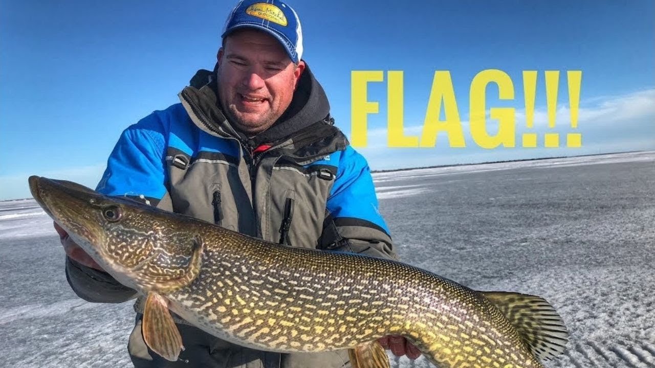 Tip Ups and Big PIKE (Ice Fishing Devils Lake, North Dakota) #bigpike #tipuppike