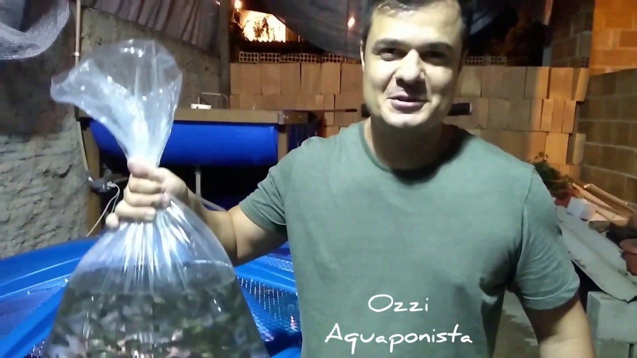 Mil alevinos de Tilápia (O contato do fornecedor está na descrição do vídeo)