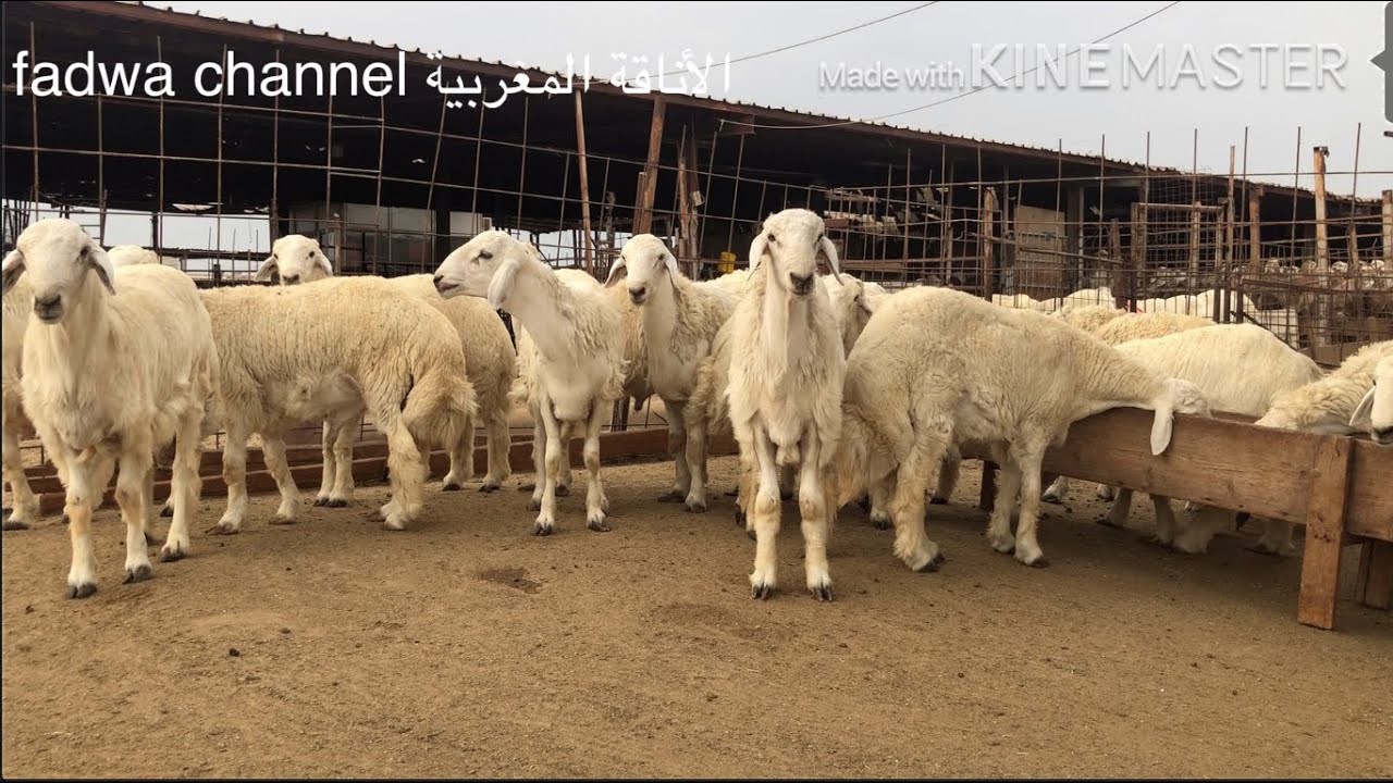 سوق الغنم بجدة #حراج المواشي-سوق الخمرة 🚨😱😱الخروف النعامة #النجدي #السعودية