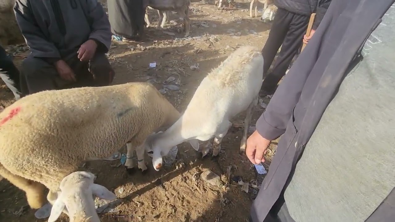 السلام عليكم ورحمة الله وبركاته إخوان كرام. 